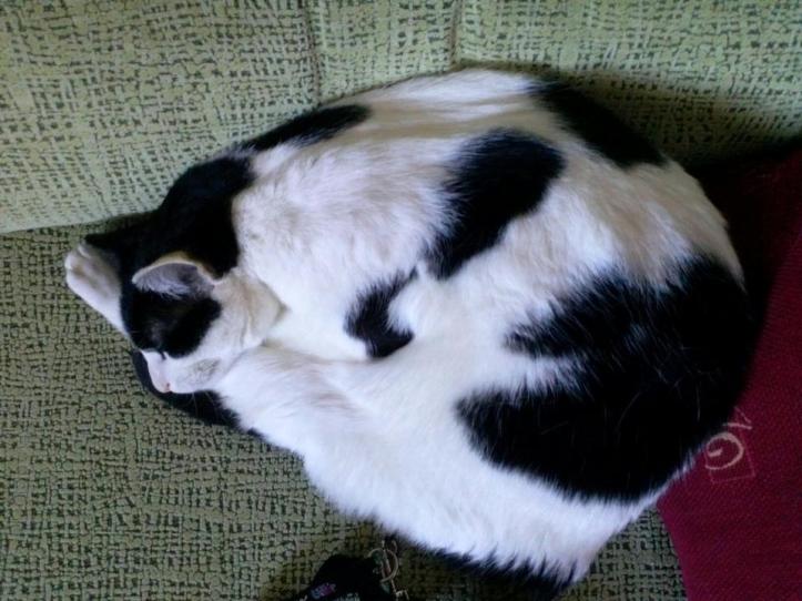 378331_10151405362355994_286790085_n