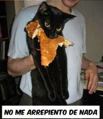 gato-tortitas-pronto-sereis-mios-no-me-arrepiento-de-nada