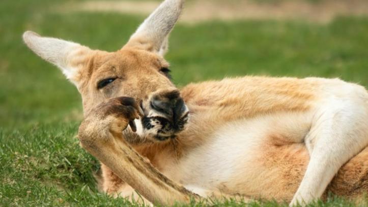 "¿Qué hay de nuevo, viejo?"